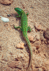 Green sand lizard Lacerta agilis on sand