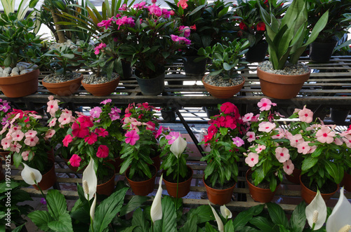 Various Colorful Flowers And Tropical Plants Growing In Garden Various Colorful Flowers And Tropical Plants Growing In Garden Center Are For
