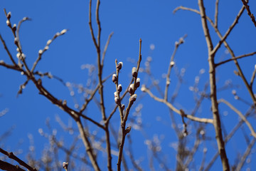 Fototapeta na wymiar The sprout is blooming on a tree branch in spring
