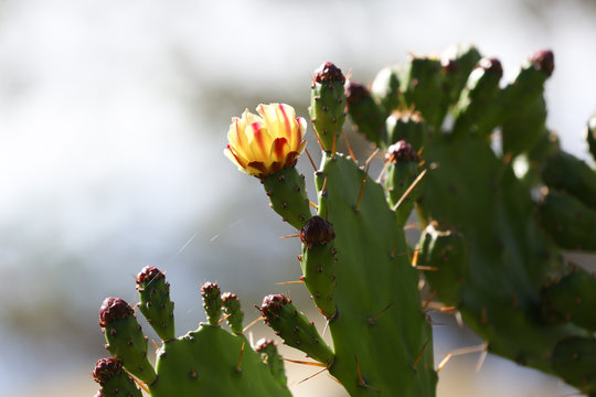 Blume Bl&uuml;te