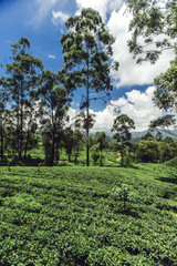 Fototapeta premium Tea plantation