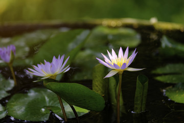 Lotus or Water Lilly with orange highlight