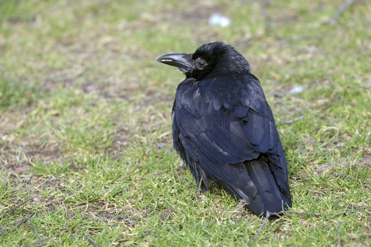 Carrion Crow Close-up