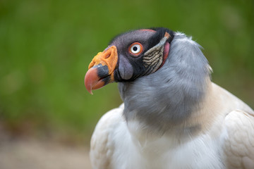 King vulture close-up portrait with a green background