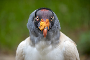 King vulture close-up portrait with a green background