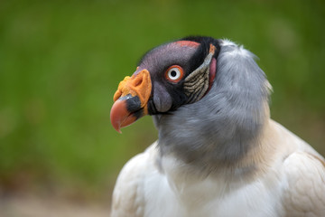 King vulture close-up portrait with a green background