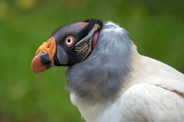 King vulture close-up portrait with a green background