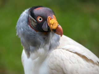 King vulture close-up portrait with a green background