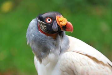 King vulture close-up portrait with a green background