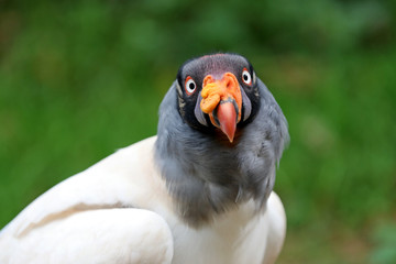King vulture close-up portrait with a green background