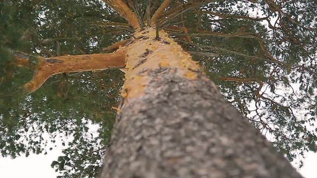 Tall pine trunk with green crown