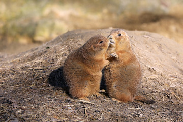 Kissing prairie dogs