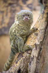Pygmy marmoset portrait