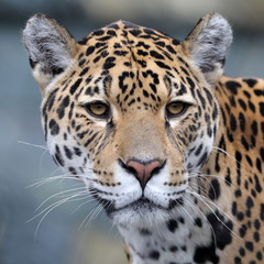 Fototapeta na wymiar Jaguar close-up portrait