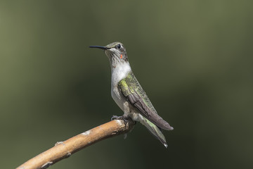 Great Day to be a Hummingbird