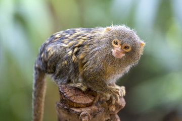 Pygmy marmoset portrait