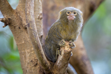 Pygmy marmoset portrait