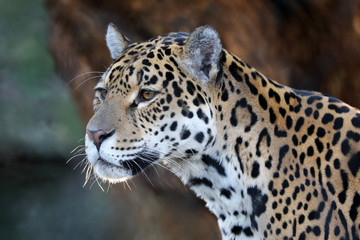Obraz na płótnie Canvas Jaguar