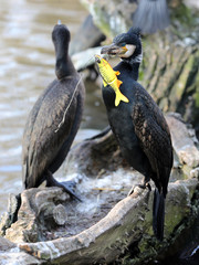 Great cormorant with fishook and spinner in beak