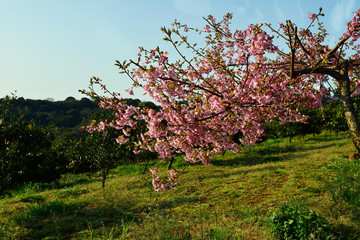 豊前の河津桜