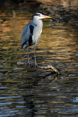 Blue Heron
