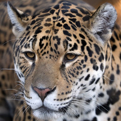 Spotted jaguar portrait