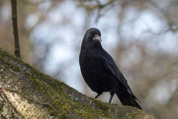 Carrion Crow Close-up