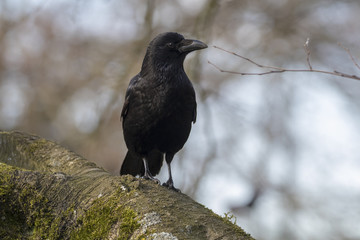 Carrion Crow Close-up