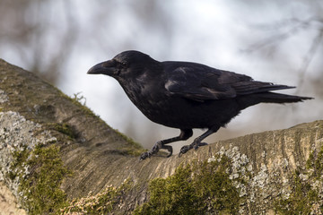 Carrion Crow Close-up