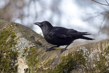 Carrion Crow Close-up