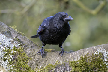 Carrion Crow Close-up