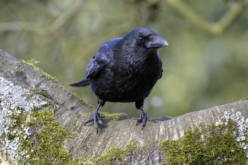Carrion Crow Close-up