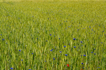 Kornblumen auf einem Feld