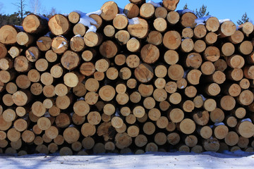 Pine sawn logs