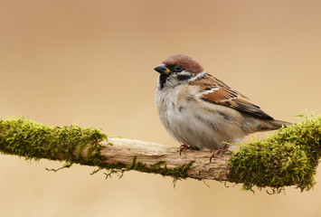 Tree sparrow (Passer montanus)