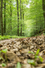 Waldweg mit Laub