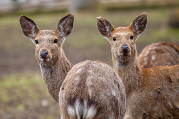 Dybowski deer stands in a wildlife scene