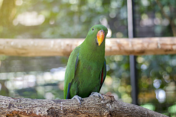 Green parrot Island on a branch within a cage.