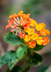 small orange flowers