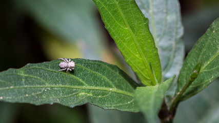 small gray spider on leave