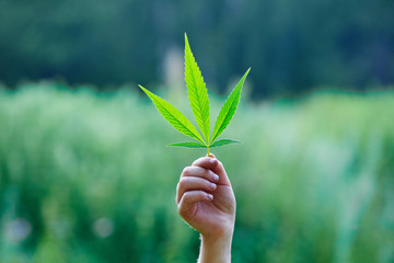 Green cannabis leaf in hand