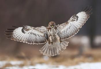 Common buzzard (Buteo buteo)