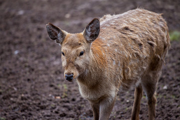 Naklejka na ściany i meble Dybowski deer stands in a wildlife scene