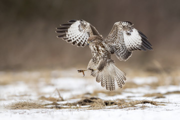 Common buzzard (Buteo buteo)