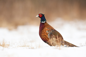 Ringneck Pheasant (Phasianus colchicus)