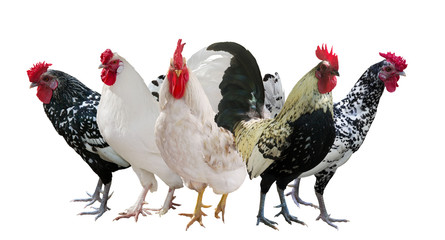 group of five roosters isolated on white