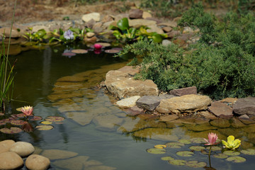 Obraz na płótnie Canvas home pond with lily flowers
