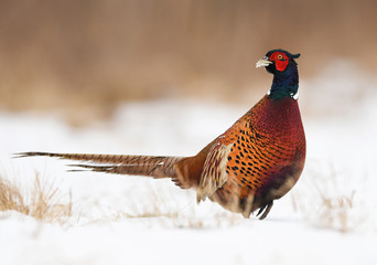 Ringneck Pheasant (Phasianus colchicus)