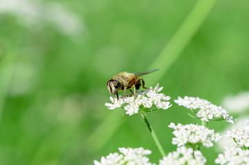 The bee collects honey on a white flower in a field in the summer.