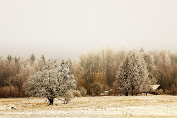 in the nature the beautiful winter